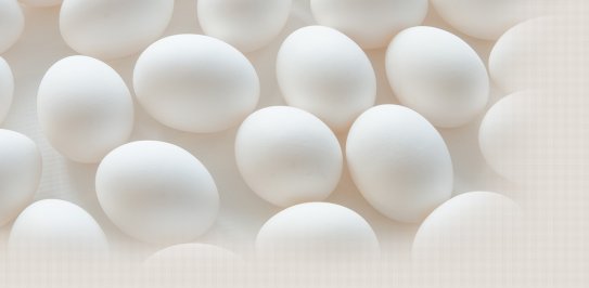 Bahçelievler Toptan Yumurta Satış Ve Dağıtım Hizmetleri