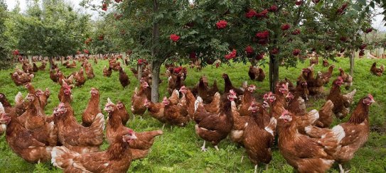 Avcılar Flotty Organik Yumurta Toptan Satış Ve Dağıtım Hizmetleri