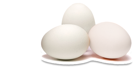 Arnavutköy Toptan Yumurta Satış Ve Dağıtım Hizmetleri