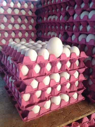 Esenyurt Toptan Yumurta Satış Ve Dağıtım Hizmetleri