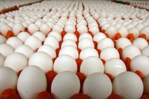 Çekmeköy Toptan Yumurta Satış Ve Dağıtım Hizmetleri