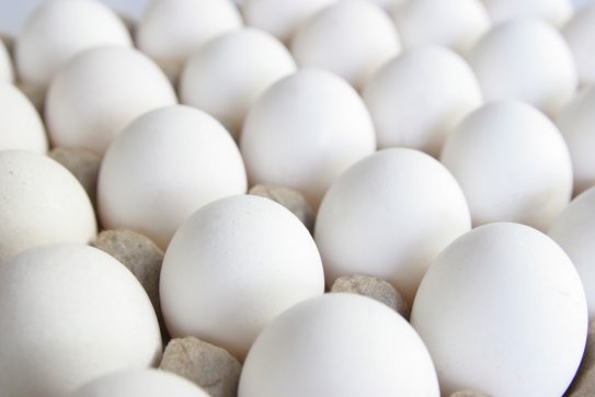 Kâğıthane Toptan Yumurta Satış Ve Dağıtım Hizmetleri