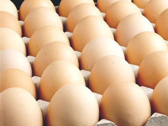 Sancaktepe Toptan Yumurta Satış Ve Dağıtım Hizmetleri